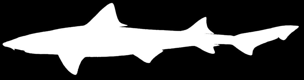 second dorsal fin and from the Spiny Dogfish, Squalus acanthias, by the presence of an anal fin and absence of dorsal