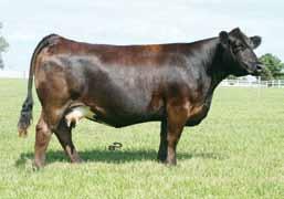 5 Pick Your Flush of the Hilbrands Cattle Company Donors Breeder: Hilbrands Cattle Company This year for The One we decided to do something different, something special.
