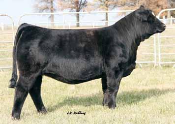 : N/A SVF Steel Force S01 CNS Dream On L16 svf Sheza Beauty L01 SS Ebonys Reflection Remington Red Label HR Lot 1 Dam sosf Ebonys Joy L-123 Irri, as I called her, was my show heifer this summer.
