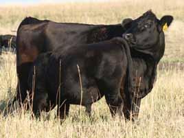 Today, 3C Christensen Ranch markets nearly 250 rugged spring yearling bulls each March and this year will mark their 44th annual production sale.
