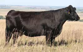 Since the beginning, John s goal when mating the next generation of cattle is never tied to any trend or fad, it s to make a positive impact on the