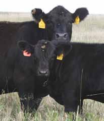 Many of his mating practices center around maternal calving ease and longevity - every one of his cows is expected to take care of themselves.