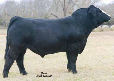 25 M M 12 1.0 6 102 12 26 60 2 10. 32.0 -.44.43 -.0.6 15 0 AWR KLCC Unexpected 43A Breeder: Aces Wild Ranch & Knott Lake Cattle Company Black Baldy Dbl.
