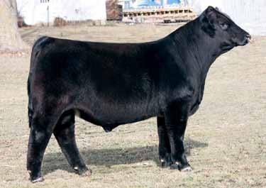 53 2 5 HILB Olympus B2U Breeder: Hilbrands Cattle Company Black Polled 1/2 SM 1/2 AN ASA#2663 BD: 2-3-14 Tattoo: B2U Adj. : ET Adj.