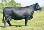: 6 W/C Wide Track 64Y Vermilion Lass 6143 3C W/C Right Track W462 miss Werning 64S Connealy Danny Boy vermilion Lass 3125 W/C Wide Track 64Y, Sire We feel this pen of bulls epitomizes what our