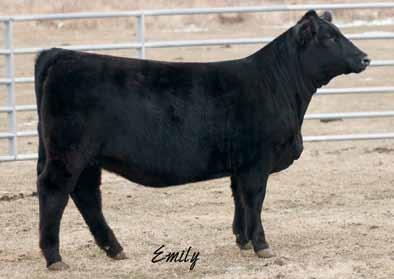 NLC Upgrade U66 3202 stf Affirmed P44R mbg Miss Blk Star We wanted to bring one of our best to the National Western, which is why she still isn t in the replacement pen.