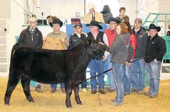 Judging is conducted after each pen division on January 1 & 1, 2015. The top females and bulls will be announced on Monday, Jan. 1, at the Simmental Female Pen Show.