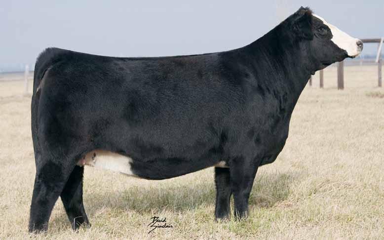 Daughter by Steel Force 1 M M 1.4 61 6 11 23 53 10.3 22. -.26.14 -.030.5 115 63 K-LER/RC Miss Hoya Saxa 111Y Breeder: Gray Show Cattle & Richie Farms Black Baldy Dbl.