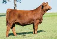 She boasts a production average of just over $5,000 on over 10 calves sold to date. Don t let this female pass you by, especially if you like them red.