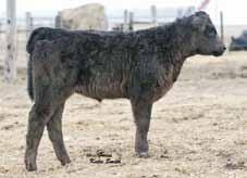 two highly acclaimed, black baldy Simmental genetics, Drake Spice Girl and F1 Combustible.