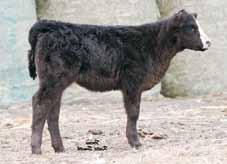 All four heifer calves are very unique in their own kind and will be EXTREMELY competitive in the fall