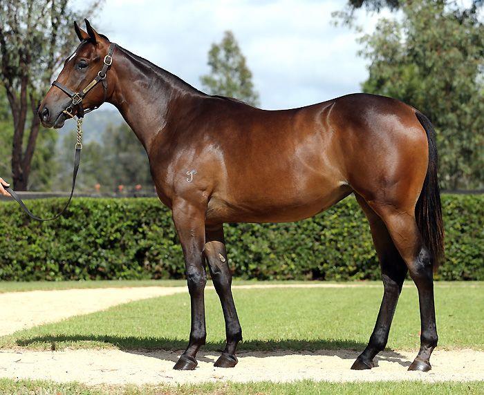 YEARLINGS I have included information on the Hinchinbrook filly out of Velasco for David Hayes and Tom Dabernig as well as the Husson filly which will be trained for us by Tony Gollan.