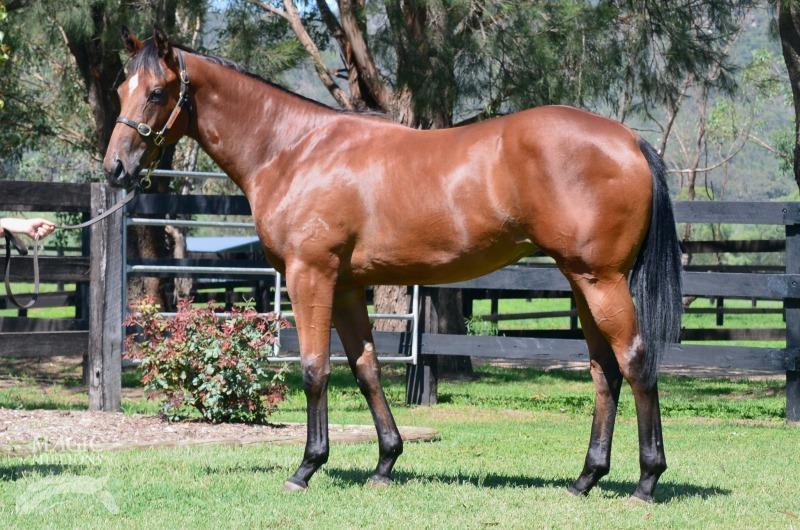 Husson filly out of Head Over Heels 2013 10% shares $11,900 (5% shares $5,950) The filly This is an outstanding type of filly representing one of the very best crosses in Australia at present.