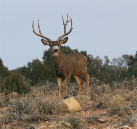 classic Mule deer hunt reduce down to only $ 1495 per