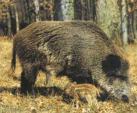 In Hungary the following big/small wild