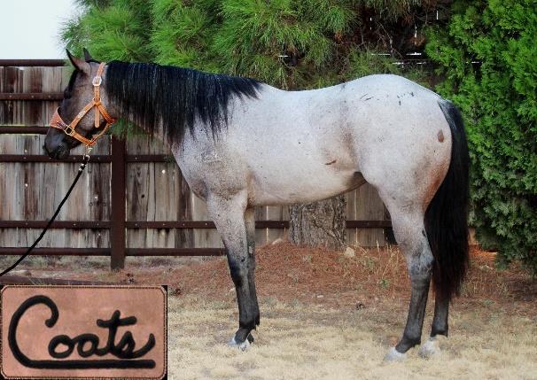 Coats cash signature OUTSTANDING 2 Year Old Bay Roan Mare! Awesome to handle and conformationally correct! Extremely talented and athletic. Very broke, lead changes.