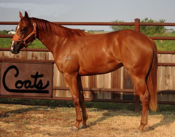Coats firewater jet 2 year old sorrel mare. she has an awesome pedigree of proven winners! This is a very attractive mare that was started right.