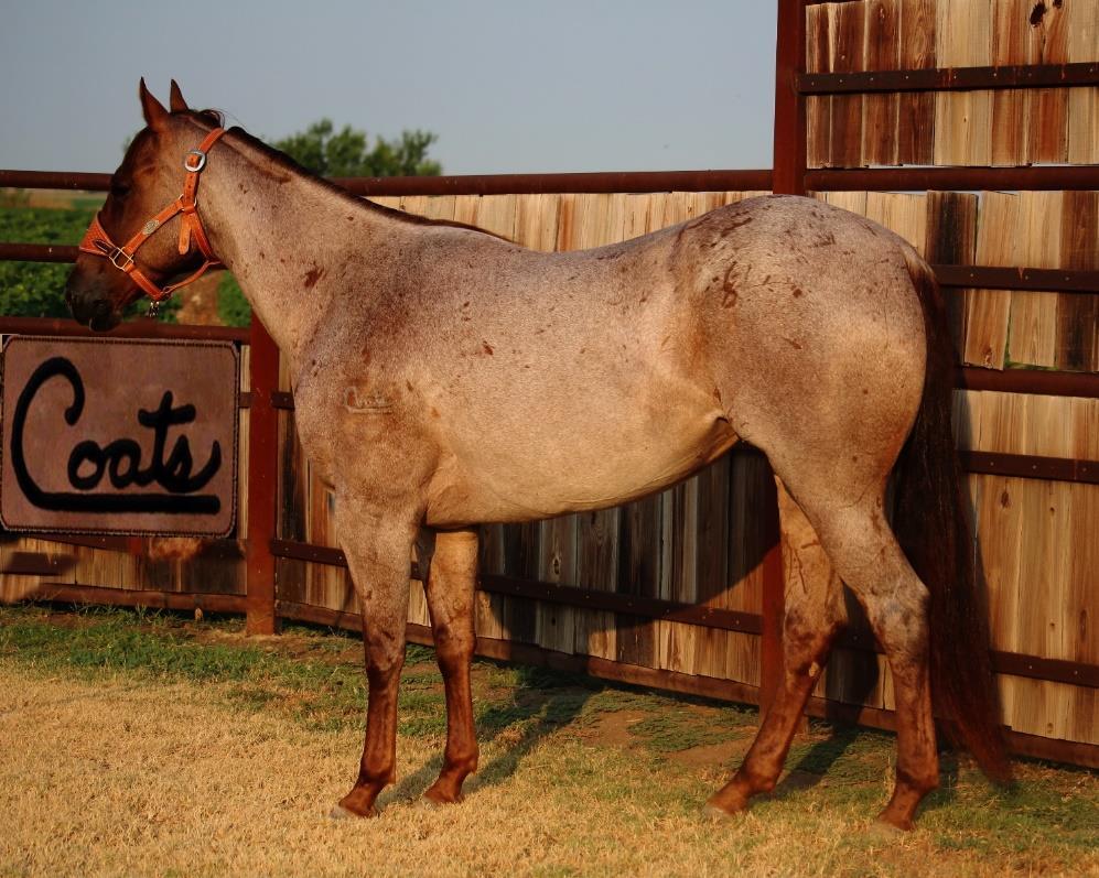 Leos Oklahoma fuel Annie Looking for a really nice 3 yr old futurity prospect? Well here she is. This beautiful red roan has it all and enjoys her job. She was started slow and is coming along great.