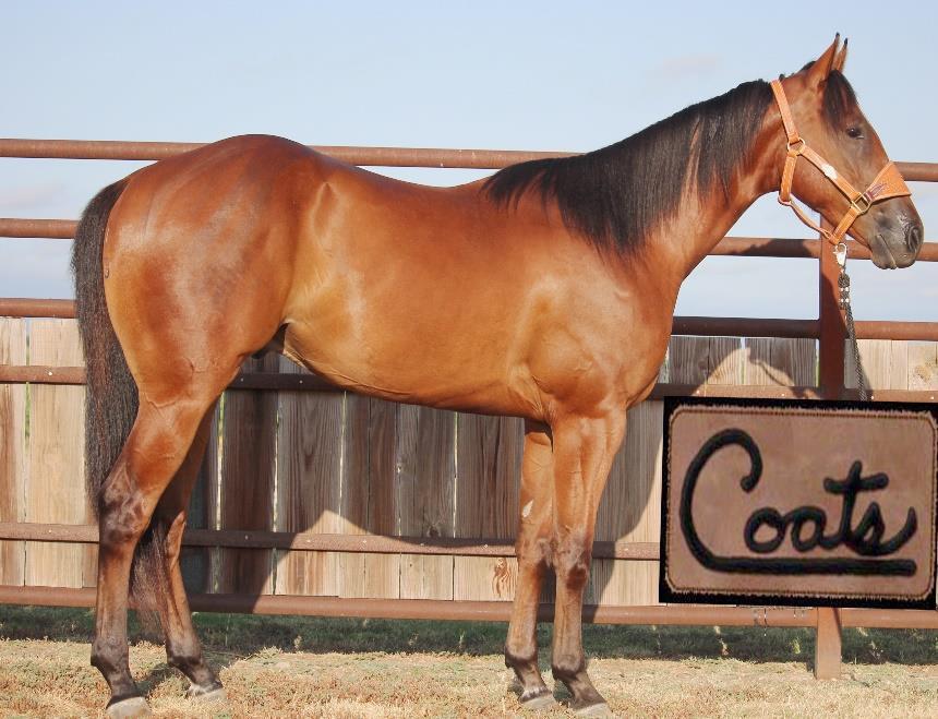 Coats jet of French Built to be a fast all around horse. He is broke and ready to be given a job Quiet, gentle, and willing. Suitable for any performance discipline.