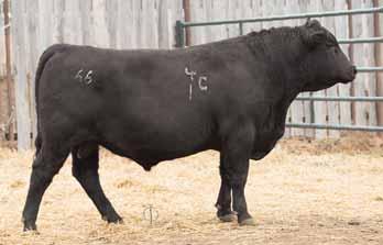 1 son sells S A V REGISTRY 2831 MALE IMP 2831Z 1830463 ET AMF OHF NHF DDF JANUARY 07 2012 R R RITO 707 AMF CAF OHF NHF DDF RITO 707 OF IDEAL 3407 7075 13066860 IDEAL 3407 OF 1418 076 S A F 598 BANDO