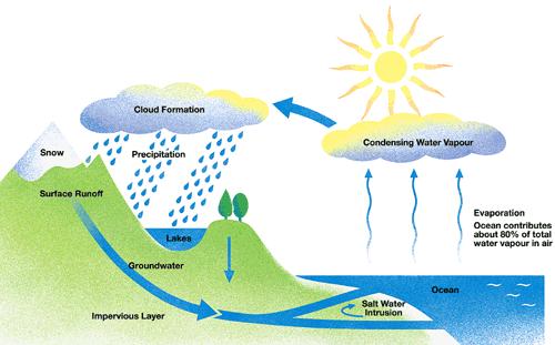 Water Cycle Trees release a great amount of moisture into the atmosphere through their leaves. Cutting down these trees has greatly reduced the amount of moisture entering the atmosphere.