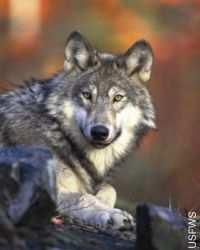 17. Preserving our Biological Diversity Re-establishment Programs Gray Wolf During the settlement of America's western states, gray wolves were seen as a danger both to the people settling these