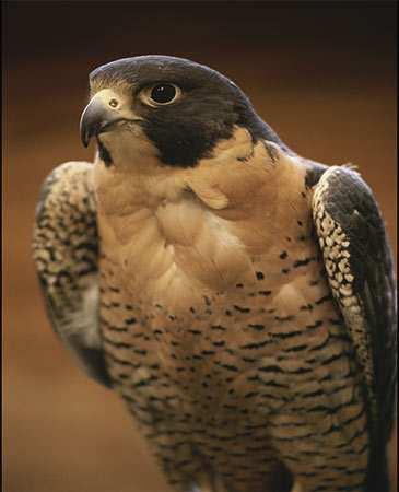 18. Preserving our Biological Diversity North American population of peregrine falcons reached a low of 324 nesting pairs in 1975 Re-establishment Programs American peregrine falcon The American
