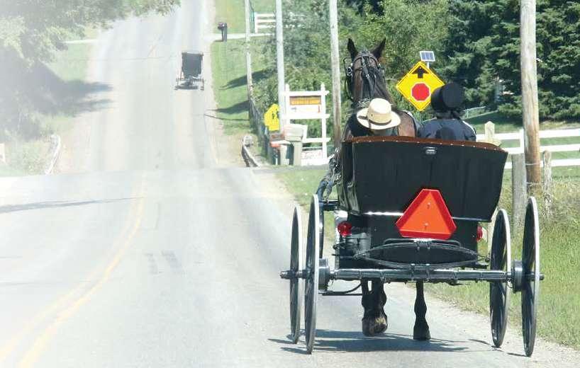 In Amish communities, horses oftentimes Standardbreds have many uses including buggy pulling, hauling heavy materials, and helping out with farm-related tasks.