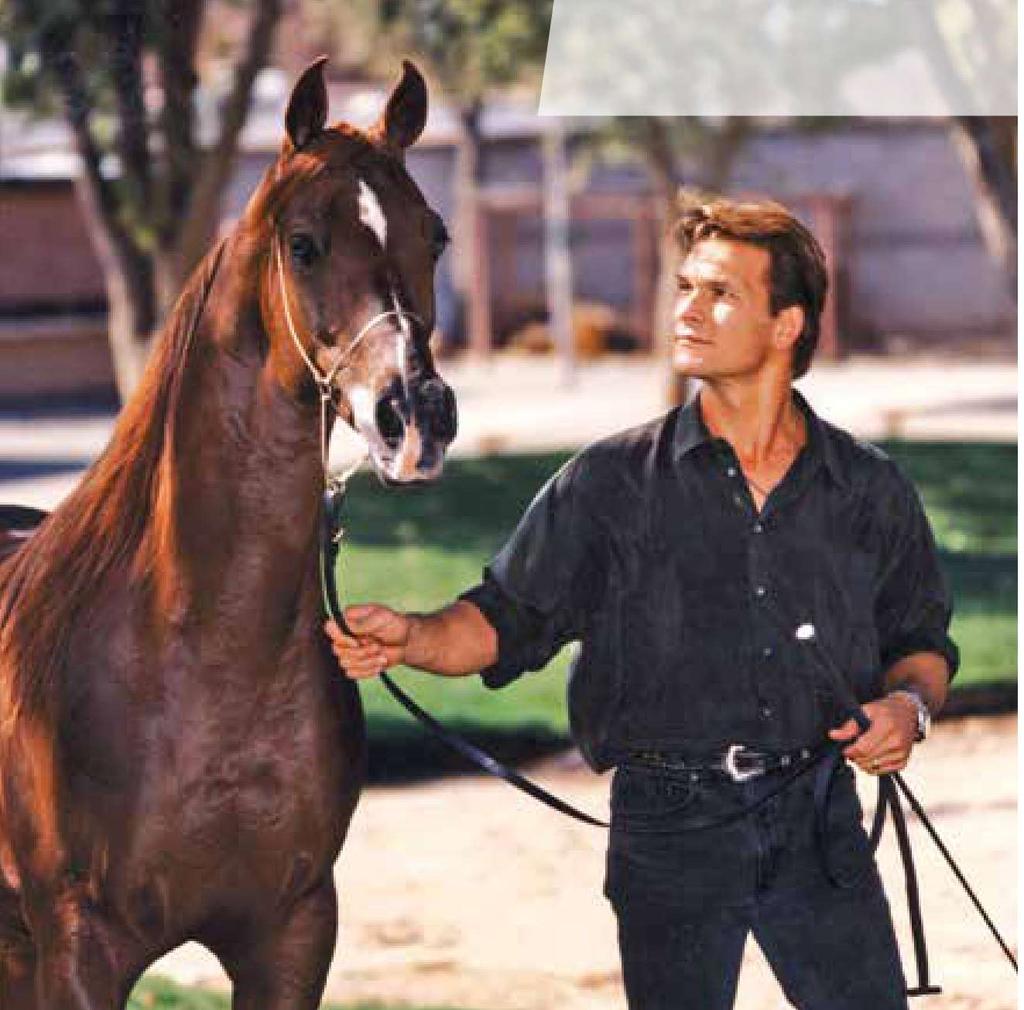 breed report Actor Patrick Swayze, who died in 2009, was an owner and breeder of Arabians.