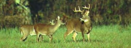 What is Quality Deer Management?