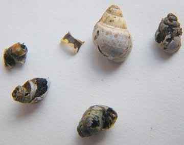 For years, Brenden Holland, director of the endangered Hawaiian tree snail captive breeding and conservation genetics lab at the University of Hawai`i, has been collecting Jackson s Fragments of