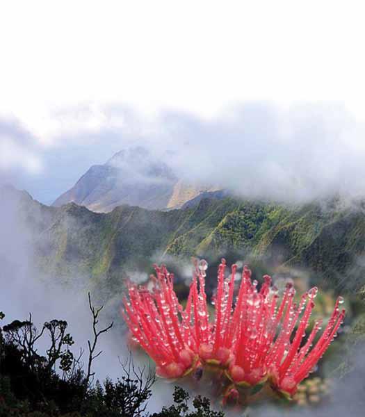 Tis the Season... A U T U M N For mist to blanket the mountains! In Hawai`i, the mist veiling the forests is recognized as either `ohu or noe.