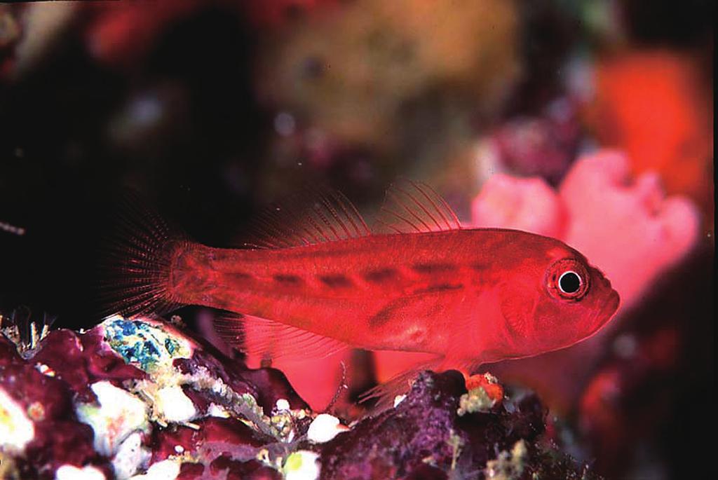 104 T. Suzuki and H. Senou Fig. 7. Trimma yanoi, live, Iriomote-jima Island, the Ryukyu Islands, Japan, 8 m depth, Photo by K. Yano. color of dorsal, pectoral and caudal fins pale reddish gray.