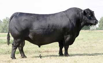 S A V Final Answer 0035 Final Answer Sons & Grandsons S A V Final Answer 0035 SAV Final Answer 0035 is a proven and reliable calving-ease sire who covers all areas of economic importance.