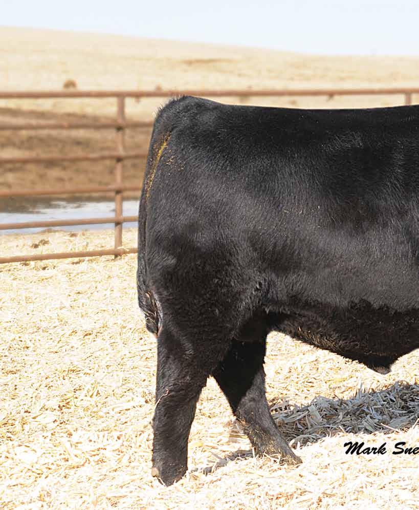 Earn more CASH Basin Payday 4478 Basin Payday 4478 Payday exhibits very good calving ease with explosive growth, both weaning and yearling.