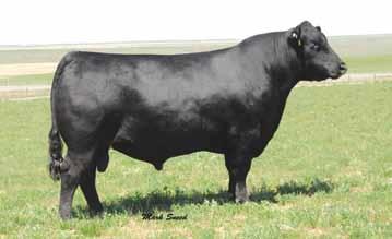 Hoover Dam Sons Hoover Dam Hoover Dam is a calving ease specialist that will moderate and still throw thick and attractive cattle. Hoover Dam is the # 6 bull in the Angus breed for Docility.