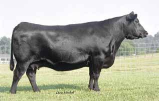 ultrasound ratios IMF 117@102 and REA of 116@107. We are honored to have several daughters of 614 in our donor arsenal, such as the dam of this HERD BULL Sandpoint REWARD X694.