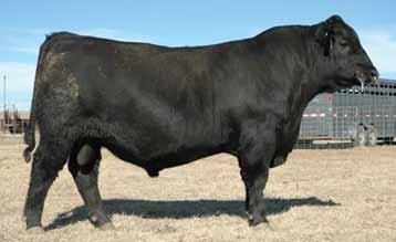 Sandpoint Emblazon Sons Sandpoint Emblazon 6569 Emblazon 6569 carries on the legacy of his sire, Emblazon 854E, in a much improved EPD profile with more consistency.