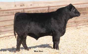 66 Top 20% $W Top 20% WW Top 30% $G Top 35% REA X689 is an outstanding Iron Mountain out of Foundation Donor, Primrose 7925 by the outstanding Emblazon. Full brother to 101.