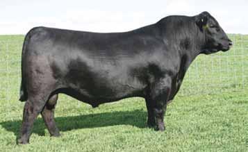 Bismarck Sons S A V Bismarck 5682 Bismarck is one of the most unique and proven out-cross calvingease sires in the Angus breed.