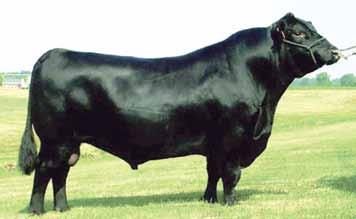Predestined Sons & Grandsons G A R Predestined No other proven bull in the country adds more value for both Purebred and Commercial cattlemen.
