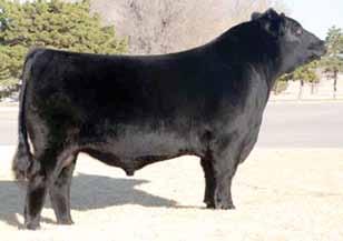 EXAR Titlelist T011 Titlelist was the 2008-2009 Triple Crown Winner. His progeny are stunning and the carcass genetics are outstanding.