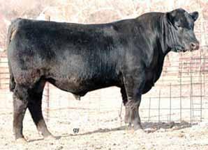 Laflins Northern Lights Northern Lights Sons Laflins Northern Lights Northern Lights is a herd sire for Basin Angus and Sandpoint. He was at one time #1 $W bull in the breed.