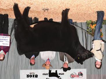 Maternal sister to Lot 228 Reserve Champion at the 2018 Ohio Beef Expo 234 CSCX Bandwagon 513A Sire of Lot 230 & maternal brother to dam of Lot 235 Dam of Lot 232 GCC Hawk 200E 3375965 2/10/17 Mr NLC
