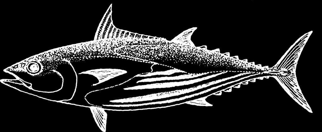 $500 to $1,000 Reward OFFERED FOR ARCHIVAL TAGS FROM ATLANTIC BLUEFIN TUNA A Guide to the Tunas of the Western Atlantic Ocean What are archival tags?