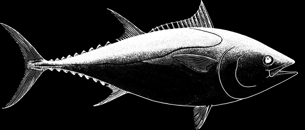 However, these specially equipped bluefin tuna also carry unique external conventional streamer tags, with two-tone coloration, to help fisherman recognize these fish and return the