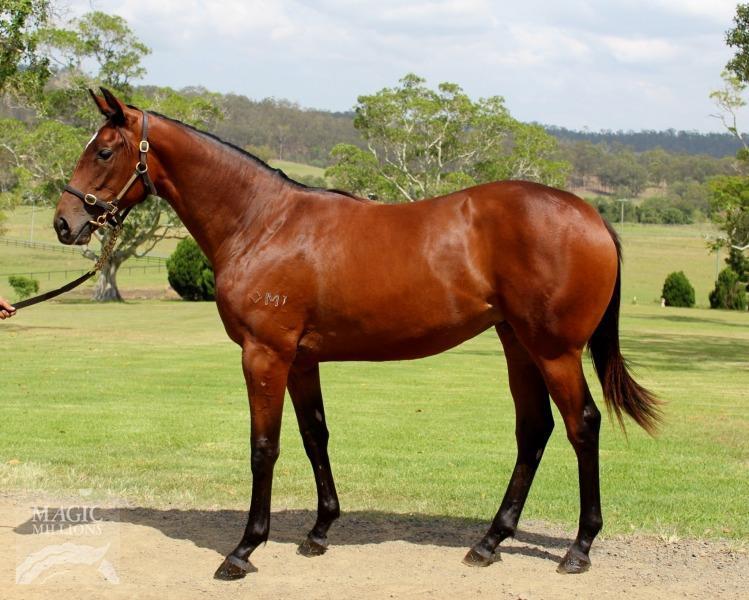 OUR YEARLINGS Our yearling purchases from Magic Millions have been very well received with the All To Hard and I Am Invincible fillies fully subscribed. Here we have them.