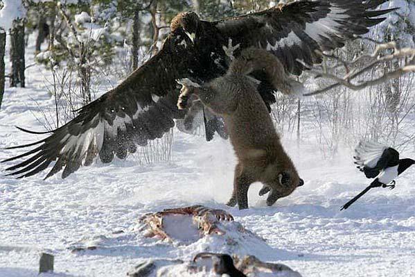 Eagle vs.