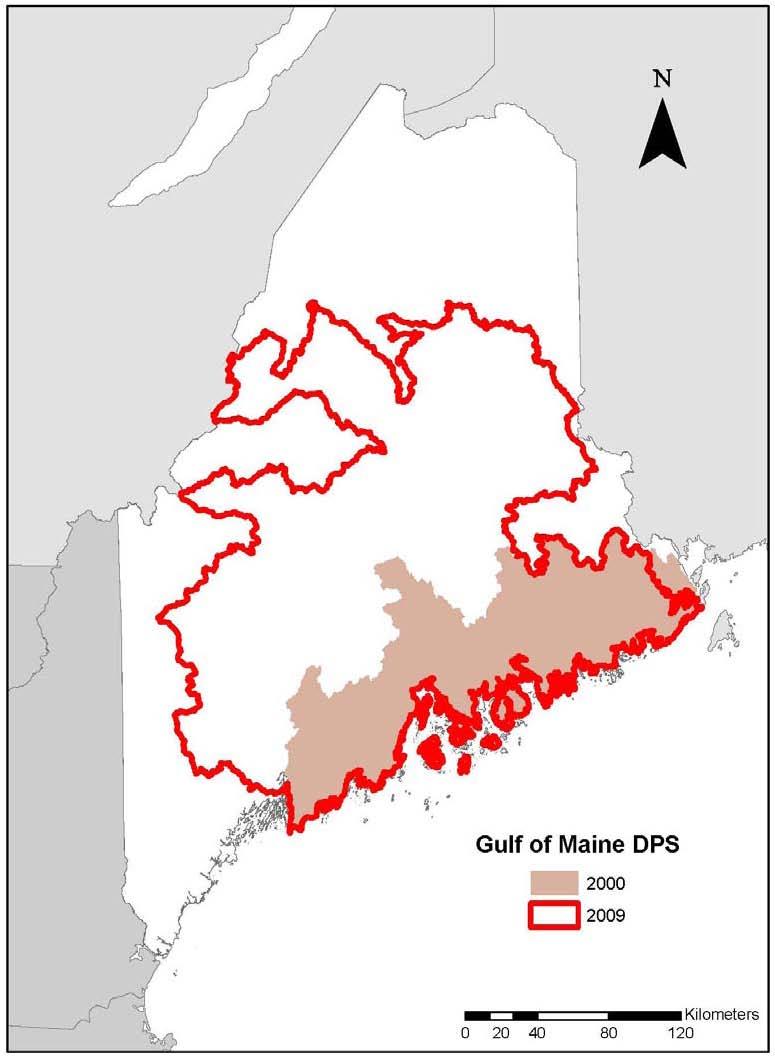 All native Atlantic salmon populations in the Long Island Sound and Central New England population segments have been extirpated.