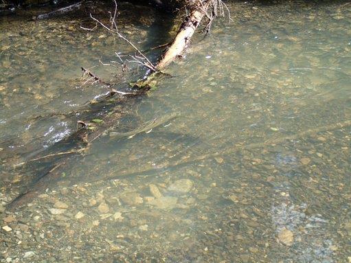 Mature bull trout and redds observed while